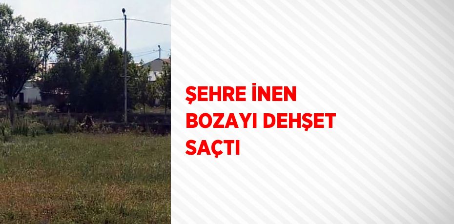 ŞEHRE İNEN BOZAYI DEHŞET SAÇTI