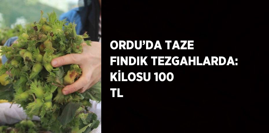 ORDU’DA TAZE FINDIK TEZGAHLARDA: KİLOSU 100 TL