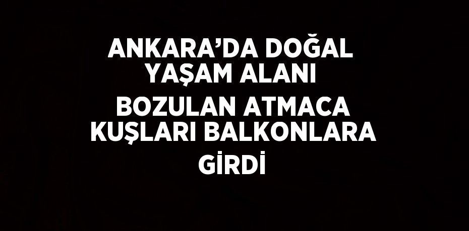 ANKARA’DA DOĞAL YAŞAM ALANI BOZULAN ATMACA KUŞLARI BALKONLARA GİRDİ