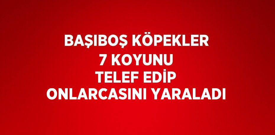 BAŞIBOŞ KÖPEKLER 7 KOYUNU TELEF EDİP ONLARCASINI YARALADI