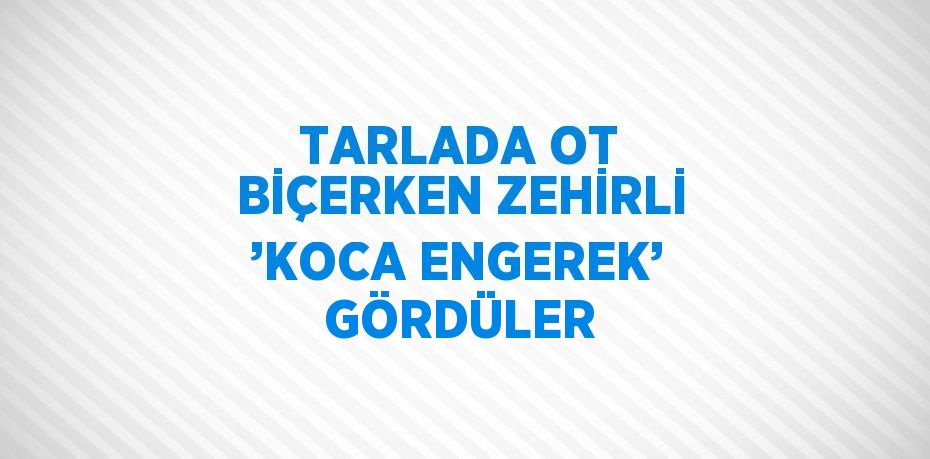 TARLADA OT BİÇERKEN ZEHİRLİ ’KOCA ENGEREK’ GÖRDÜLER