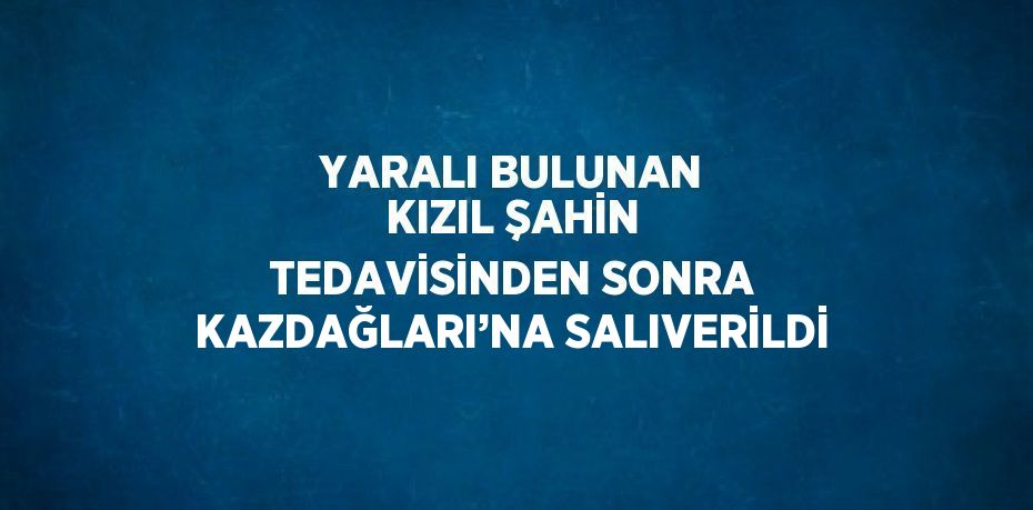 YARALI BULUNAN KIZIL ŞAHİN TEDAVİSİNDEN SONRA KAZDAĞLARI’NA SALIVERİLDİ