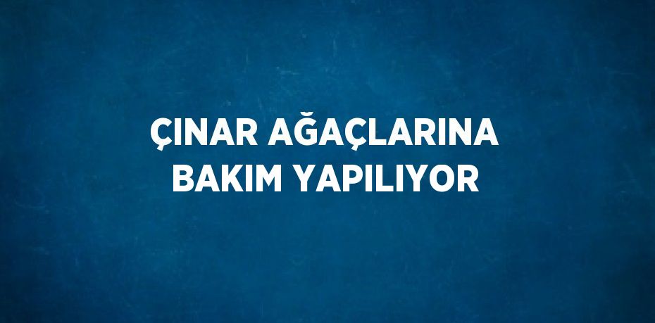 ÇINAR AĞAÇLARINA BAKIM YAPILIYOR