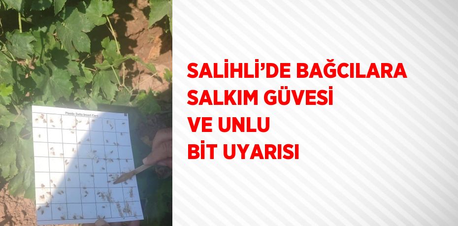 SALİHLİ’DE BAĞCILARA SALKIM GÜVESİ VE UNLU BİT UYARISI