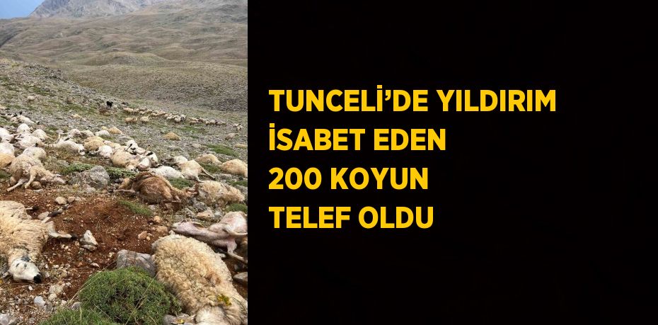 TUNCELİ’DE YILDIRIM İSABET EDEN 200 KOYUN TELEF OLDU