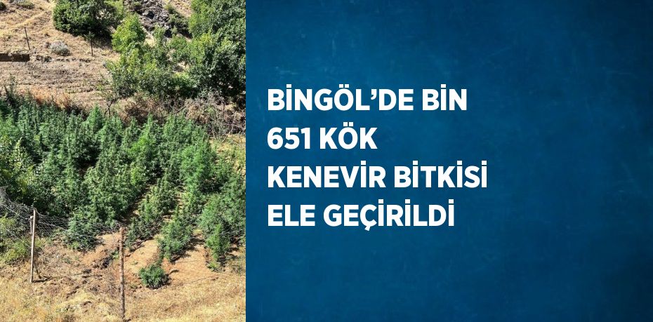 BİNGÖL’DE BİN 651 KÖK KENEVİR BİTKİSİ ELE GEÇİRİLDİ
