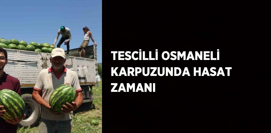 TESCİLLİ OSMANELİ KARPUZUNDA HASAT ZAMANI