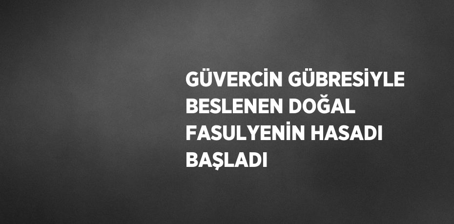 GÜVERCİN GÜBRESİYLE BESLENEN DOĞAL FASULYENİN HASADI BAŞLADI