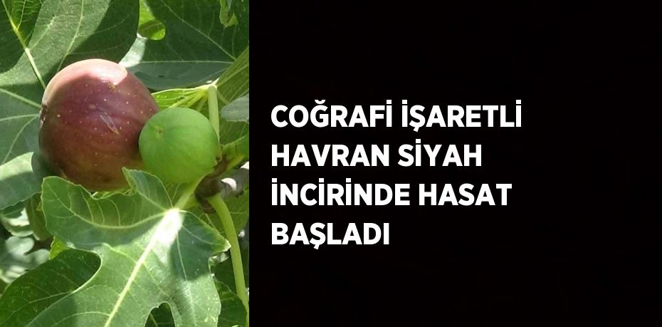 COĞRAFİ İŞARETLİ HAVRAN SİYAH İNCİRİNDE HASAT BAŞLADI