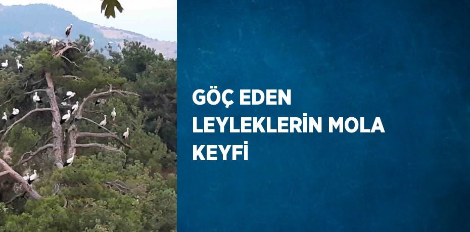 GÖÇ EDEN LEYLEKLERİN MOLA KEYFİ