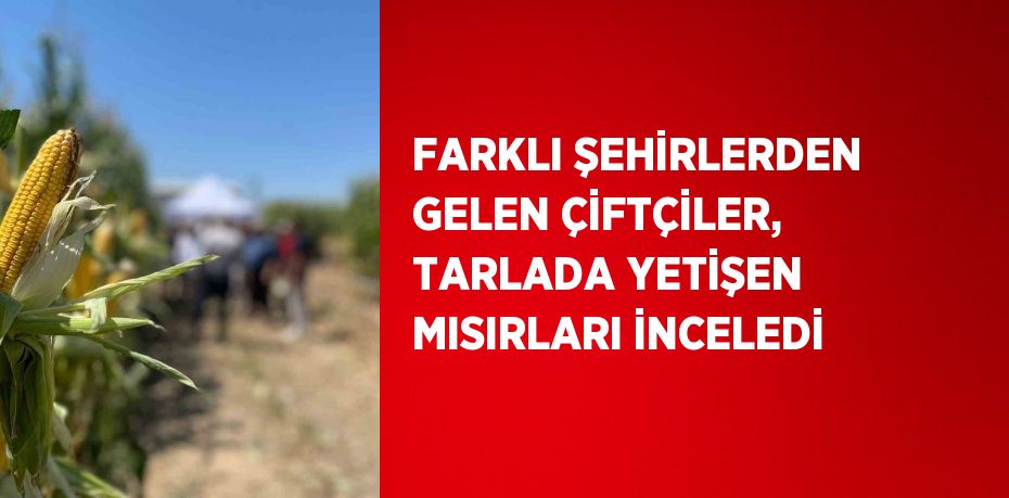 FARKLI ŞEHİRLERDEN GELEN ÇİFTÇİLER, TARLADA YETİŞEN MISIRLARI İNCELEDİ