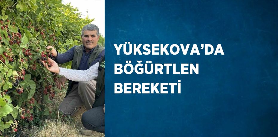 YÜKSEKOVA’DA BÖĞÜRTLEN BEREKETİ