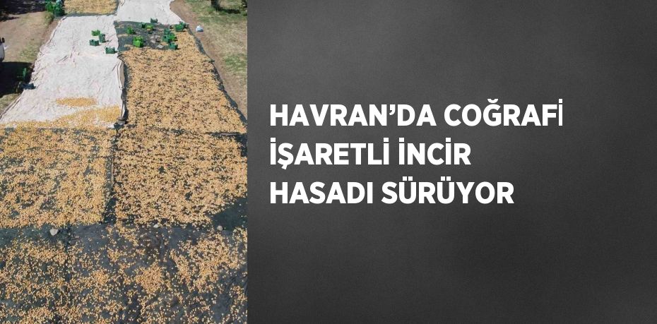 HAVRAN’DA COĞRAFİ İŞARETLİ İNCİR HASADI SÜRÜYOR