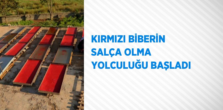 KIRMIZI BİBERİN SALÇA OLMA YOLCULUĞU BAŞLADI