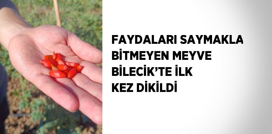 FAYDALARI SAYMAKLA BİTMEYEN MEYVE BİLECİK’TE İLK KEZ DİKİLDİ