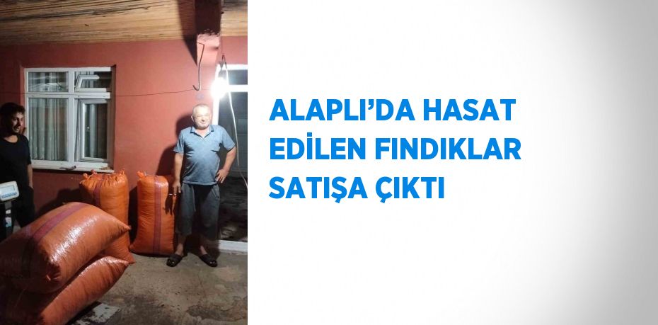 ALAPLI’DA HASAT EDİLEN FINDIKLAR SATIŞA ÇIKTI