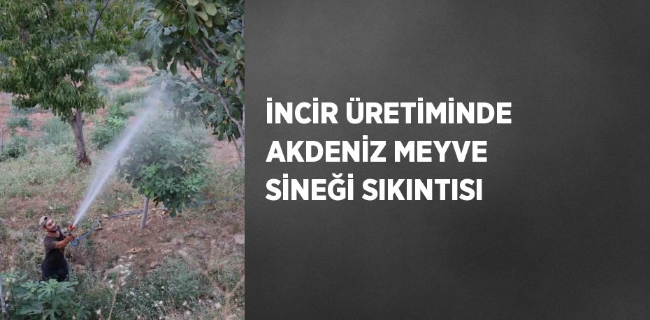 İNCİR ÜRETİMİNDE AKDENİZ MEYVE SİNEĞİ SIKINTISI