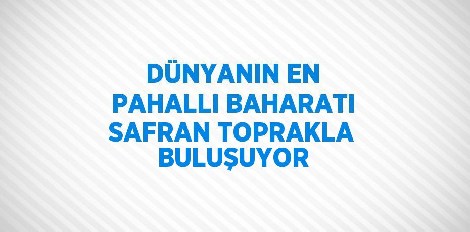 DÜNYANIN EN PAHALLI BAHARATI SAFRAN TOPRAKLA BULUŞUYOR