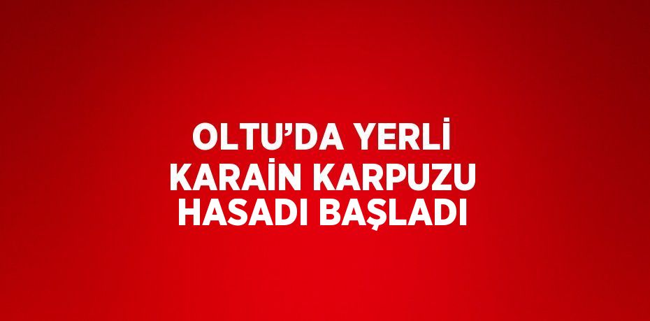 OLTU’DA YERLİ KARAİN KARPUZU HASADI BAŞLADI