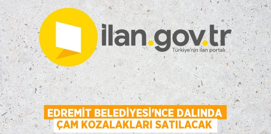 Edremit Belediyesi'nce dalında çam kozalakları satılacak