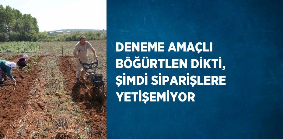 DENEME AMAÇLI BÖĞÜRTLEN DİKTİ, ŞİMDİ SİPARİŞLERE YETİŞEMİYOR