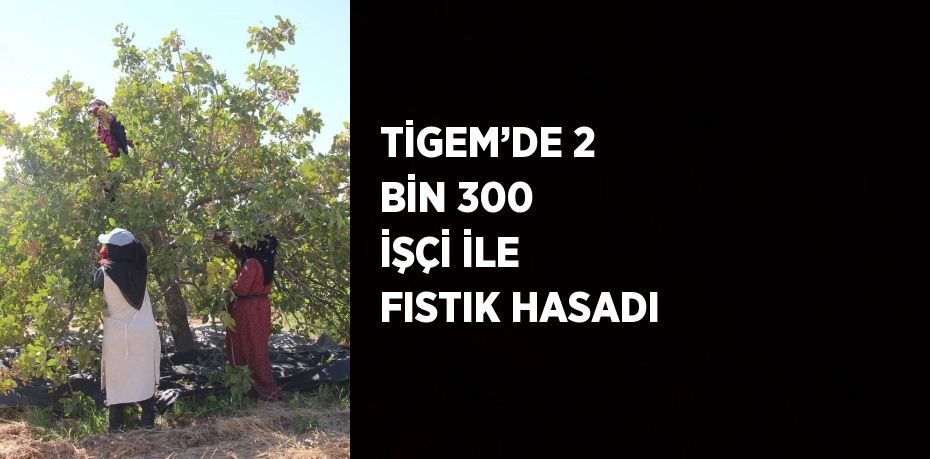 TİGEM’DE 2 BİN 300 İŞÇİ İLE FISTIK HASADI