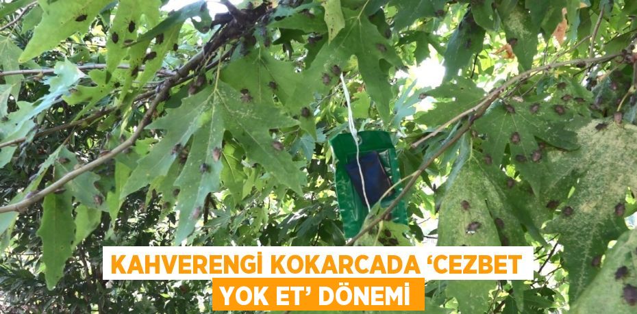 KAHVERENGİ KOKARCADA ‘CEZBET YOK ET’ DÖNEMİ