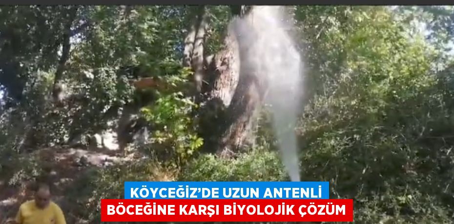 KÖYCEĞİZ’DE UZUN ANTENLİ BÖCEĞİNE KARŞI BİYOLOJİK ÇÖZÜM