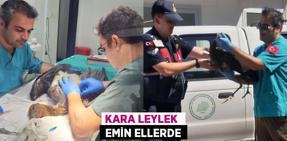 KARA LEYLEK   EMİN ELLERDE