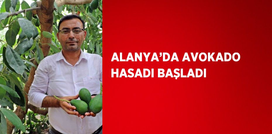 ALANYA’DA AVOKADO HASADI BAŞLADI