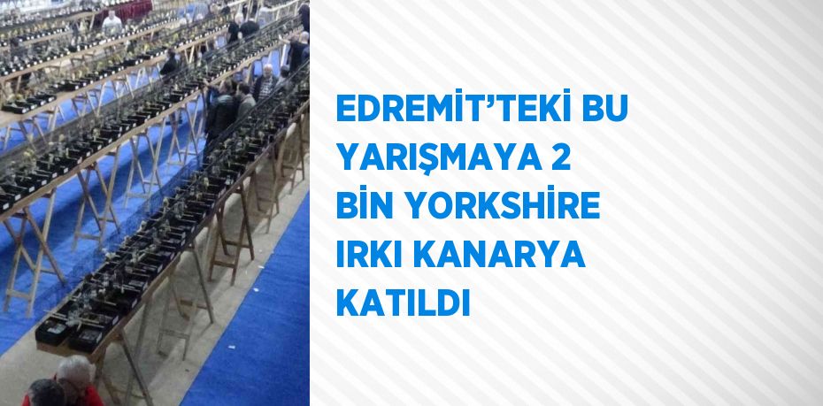 EDREMİT’TEKİ BU YARIŞMAYA 2 BİN YORKSHİRE IRKI KANARYA KATILDI