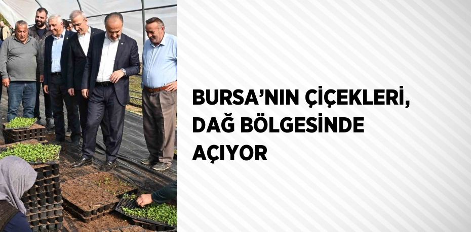 BURSA’NIN ÇİÇEKLERİ, DAĞ BÖLGESİNDE AÇIYOR