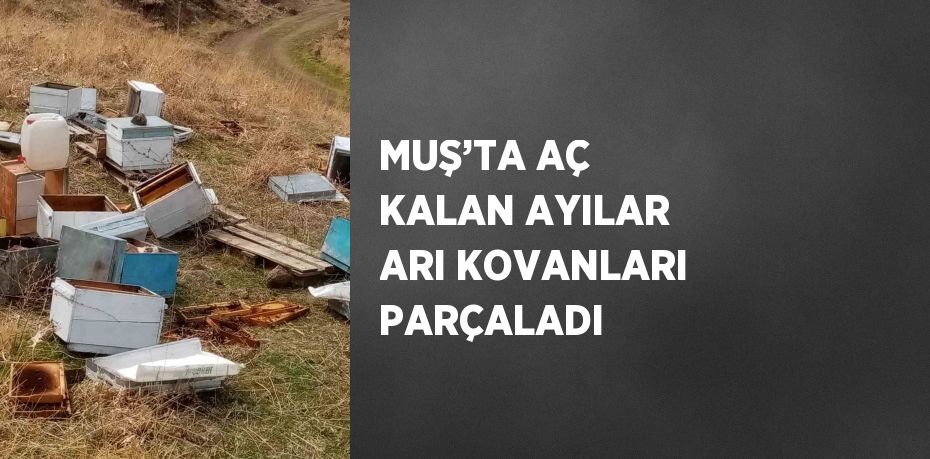 MUŞ’TA AÇ KALAN AYILAR ARI KOVANLARI PARÇALADI