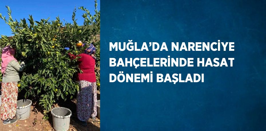 MUĞLA’DA NARENCİYE BAHÇELERİNDE HASAT DÖNEMİ BAŞLADI