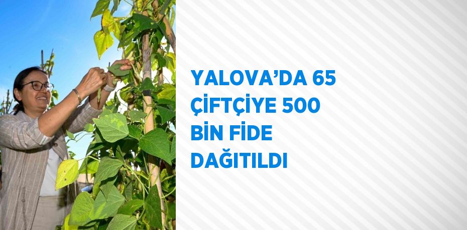 YALOVA’DA 65 ÇİFTÇİYE 500 BİN FİDE DAĞITILDI