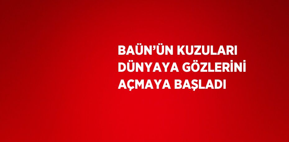 BAÜN’ÜN KUZULARI DÜNYAYA GÖZLERİNİ AÇMAYA BAŞLADI