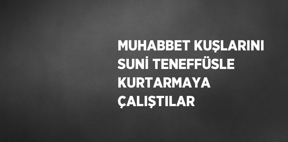 MUHABBET KUŞLARINI SUNİ TENEFFÜSLE KURTARMAYA ÇALIŞTILAR