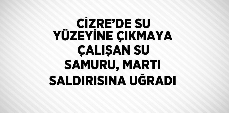 CİZRE’DE SU YÜZEYİNE ÇIKMAYA ÇALIŞAN SU SAMURU, MARTI SALDIRISINA UĞRADI