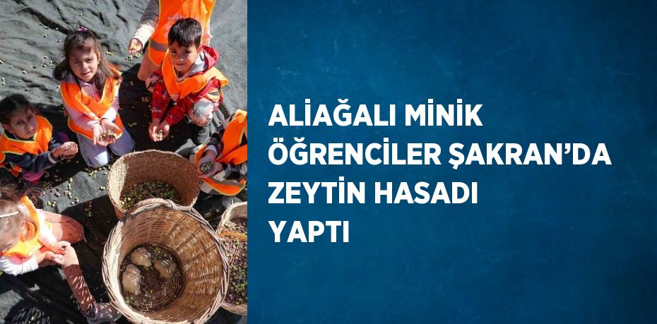 ALİAĞALI MİNİK ÖĞRENCİLER ŞAKRAN’DA ZEYTİN HASADI YAPTI