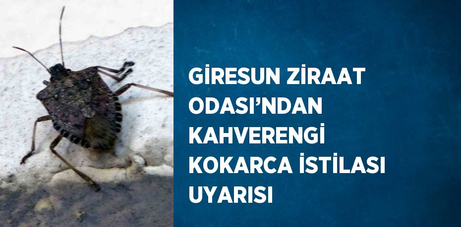 GİRESUN ZİRAAT ODASI’NDAN KAHVERENGİ KOKARCA İSTİLASI UYARISI