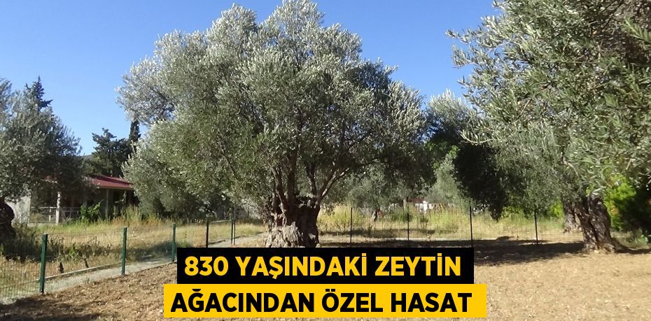 830 YAŞINDAKİ ZEYTİN AĞACINDAN ÖZEL HASAT