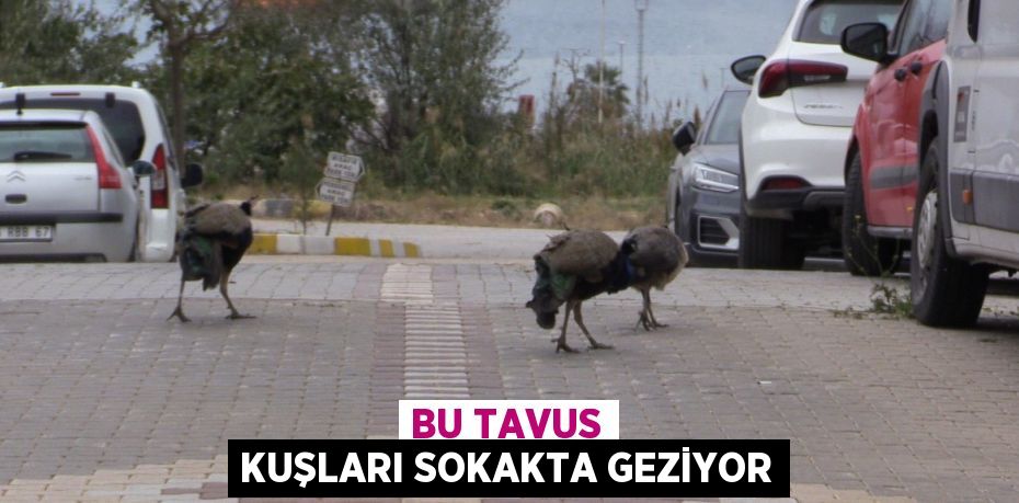 BU TAVUS KUŞLARI SOKAKTA GEZİYOR