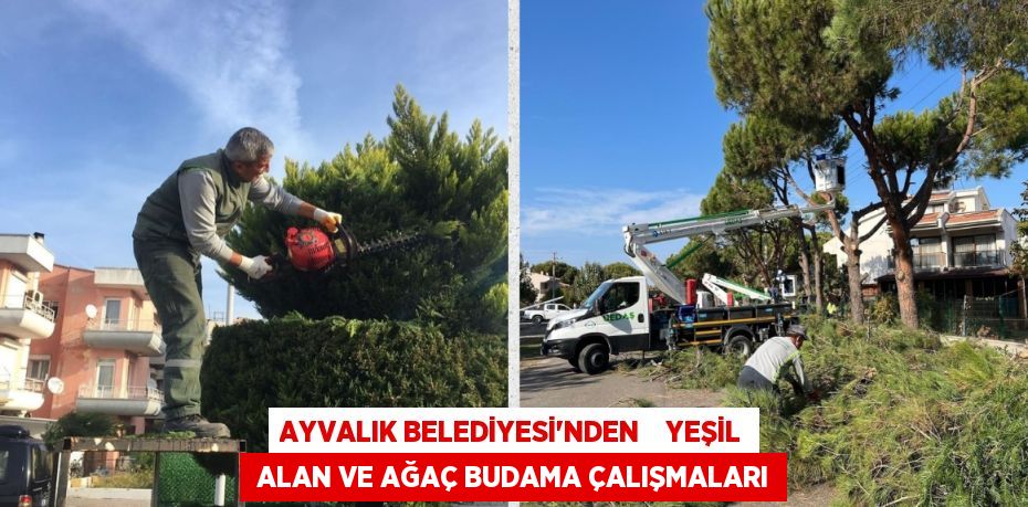 AYVALIK BELEDİYESİ'NDEN    YEŞİL  ALAN VE AĞAÇ BUDAMA ÇALIŞMALARI