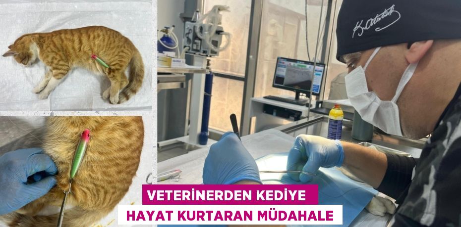 VETERİNERDEN KEDİYE   HAYAT KURTARAN MÜDAHALE