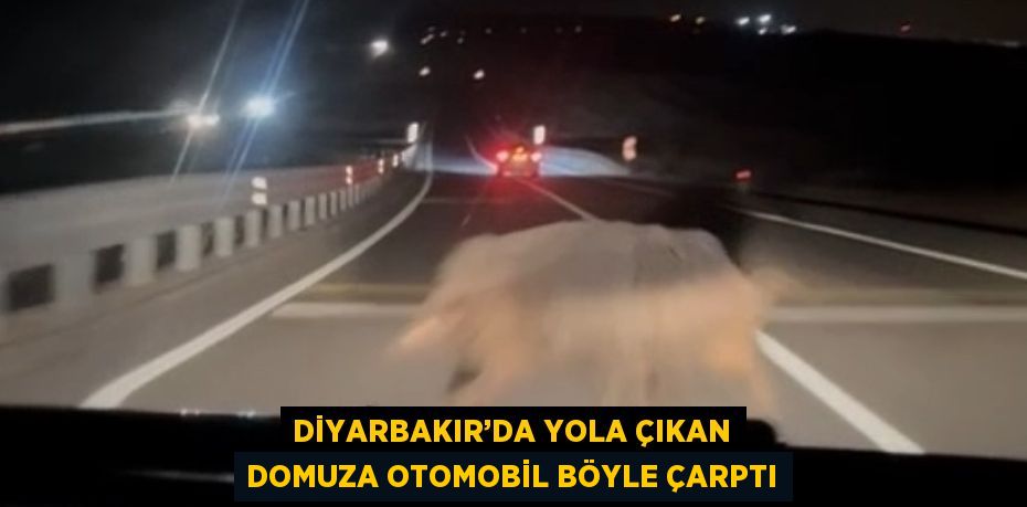 DİYARBAKIR’DA YOLA ÇIKAN DOMUZA OTOMOBİL BÖYLE ÇARPTI