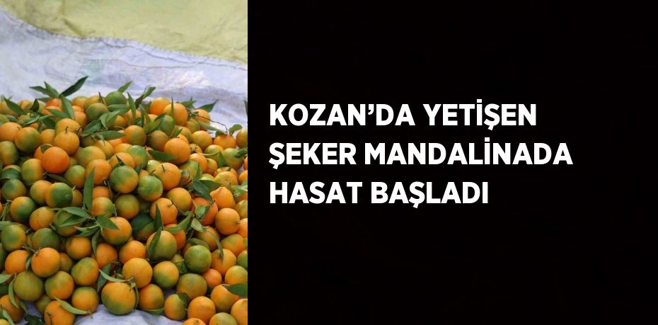 KOZAN’DA YETİŞEN ŞEKER MANDALİNADA HASAT BAŞLADI