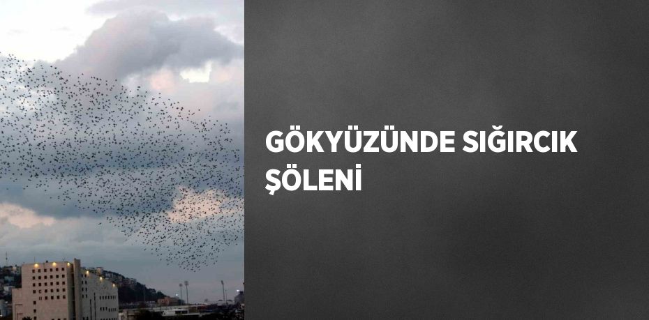 GÖKYÜZÜNDE SIĞIRCIK ŞÖLENİ