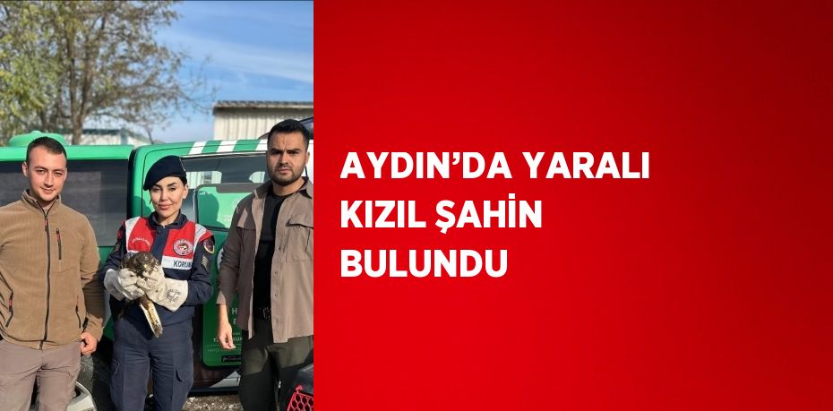 AYDIN’DA YARALI KIZIL ŞAHİN BULUNDU