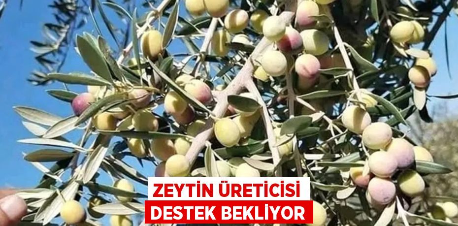 ZEYTİN ÜRETİCİSİ DESTEK BEKLİYOR