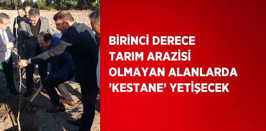 BİRİNCİ DERECE TARIM ARAZİSİ OLMAYAN ALANLARDA ’KESTANE’ YETİŞECEK